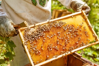 Life of a Beekeeper